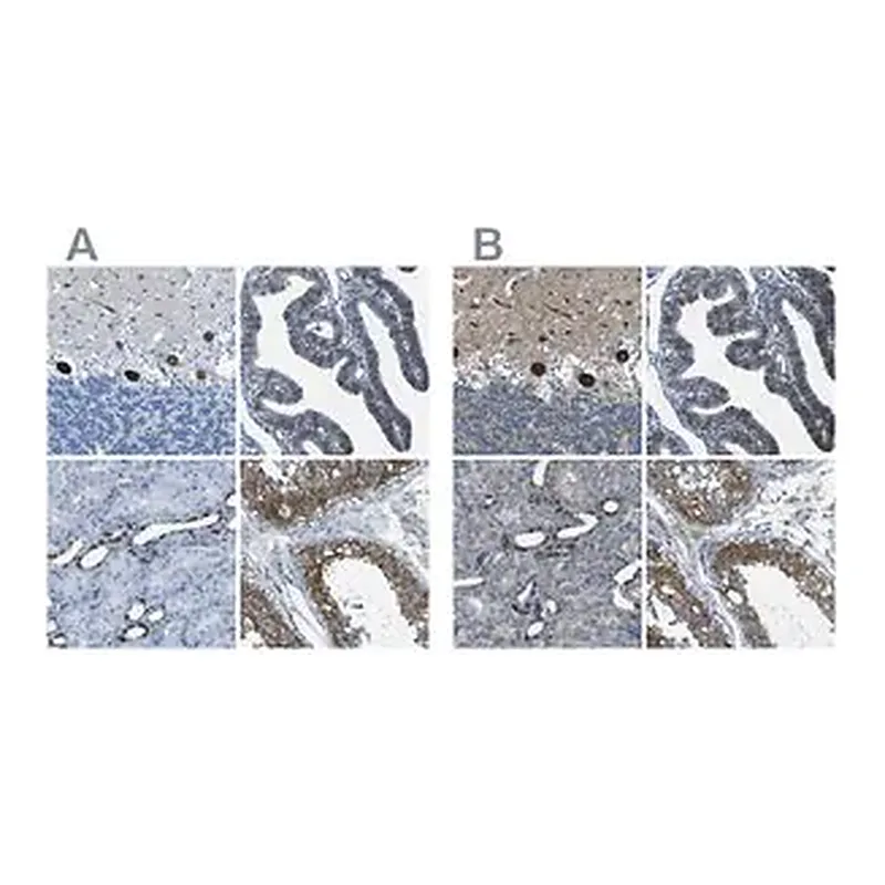 Merck Anti-STIM1 antibody produced in rabbit