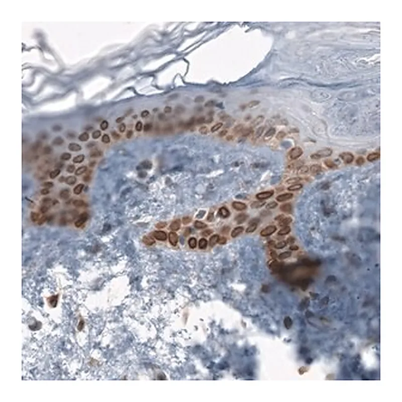 Merck Anti-TMEM43 antibody produced in rabbit