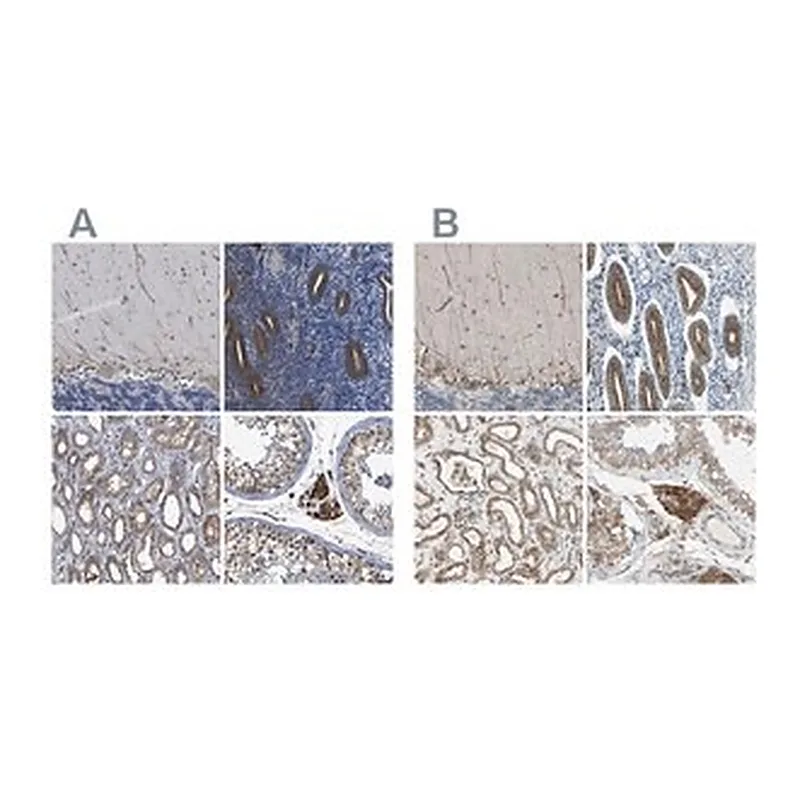Merck Anti-CLCC1 antibody produced in rabbit