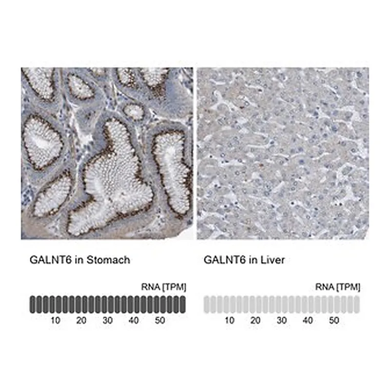 Merck Anti-GALNT6 antibody produced in rabbit