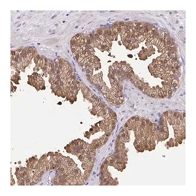Merck Anti-IDH1 antibody produced in rabbit