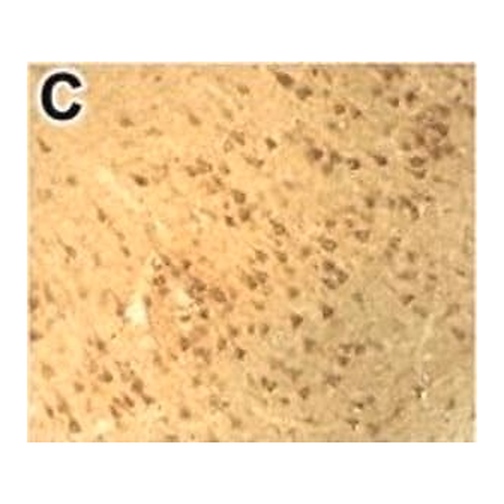 Merck Anti-DNMT3B antibody produced in rabbit