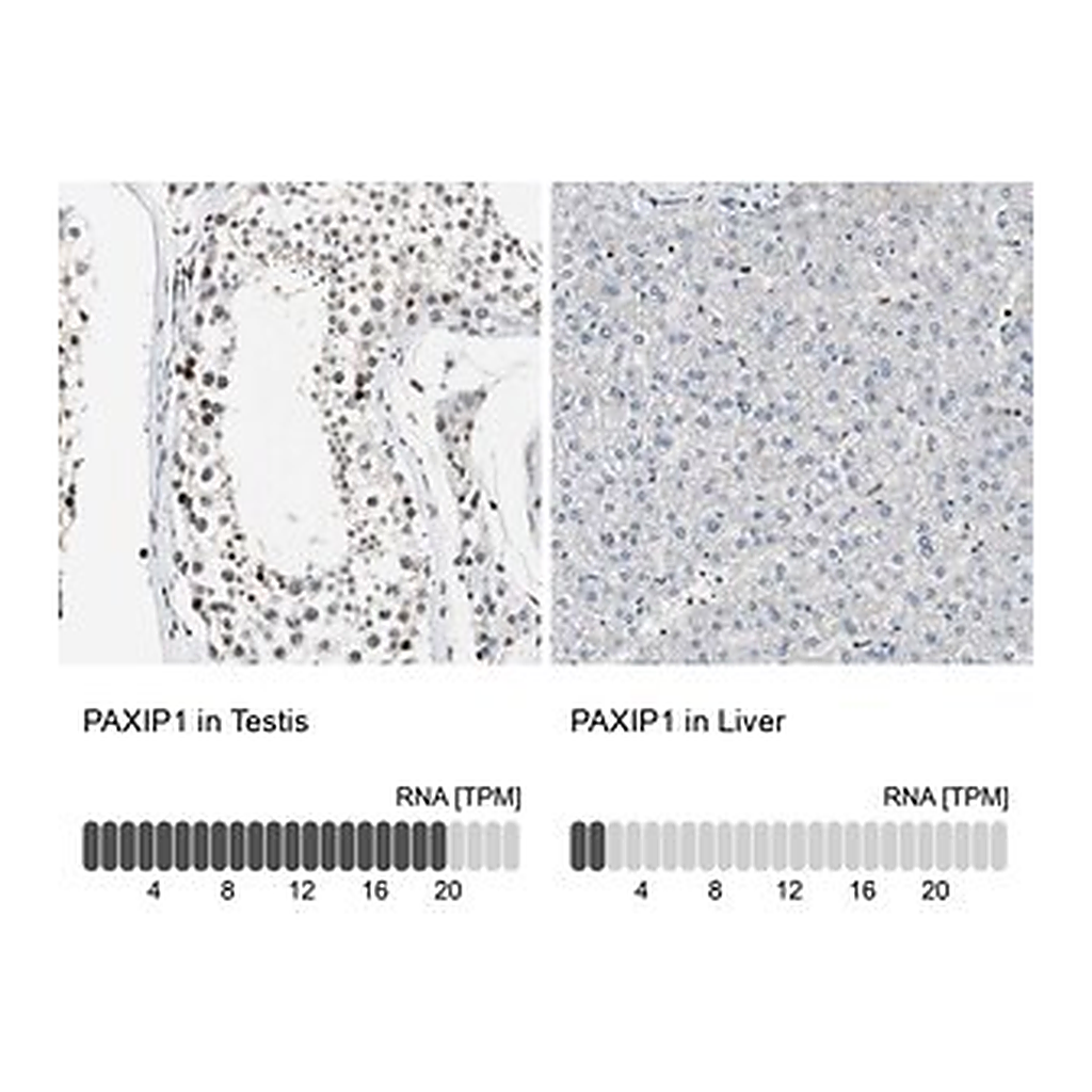 Merck Anti-PAXIP1 antibody produced in rabbit