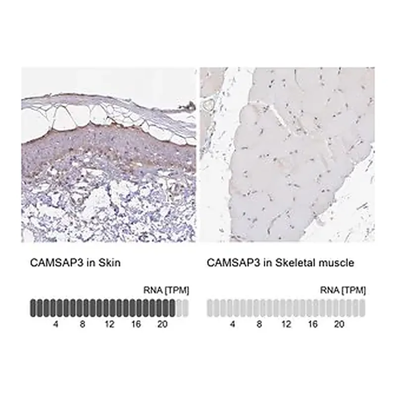 Merck Anti-CAMSAP3 antibody produced in rabbit