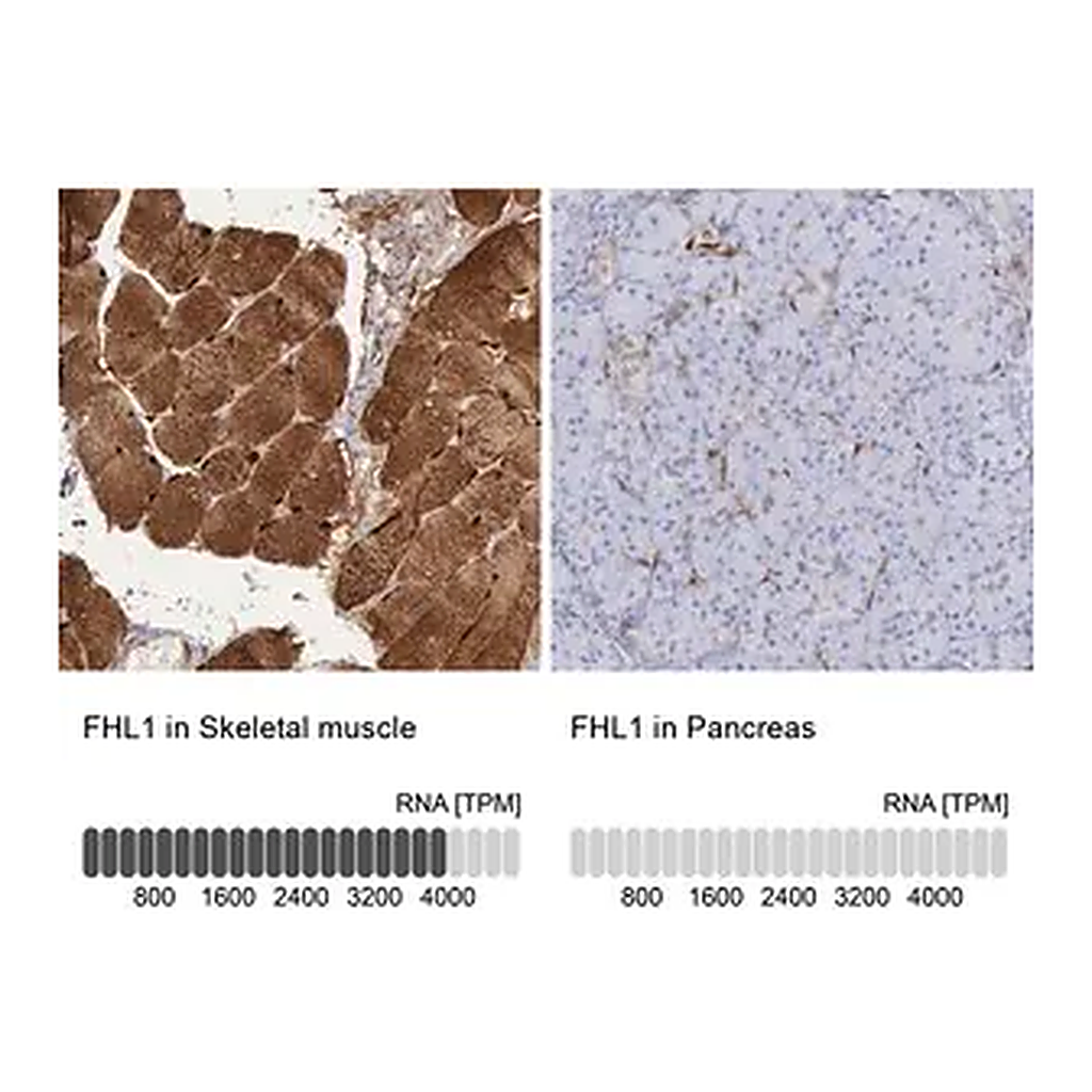Merck Anti-FHL1 antibody produced in rabbit