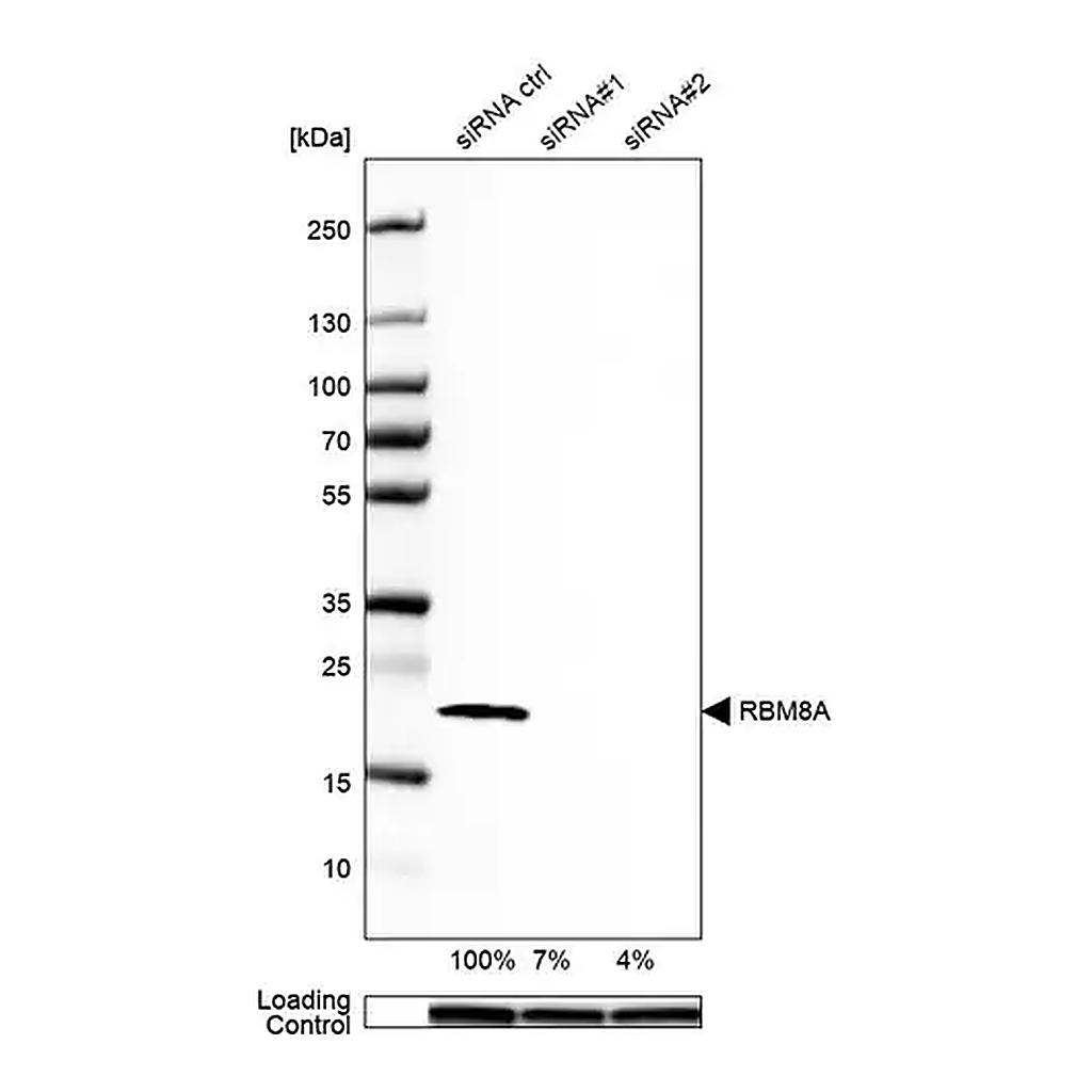 Merck Anti-RBM8A antibody produced in rabbit