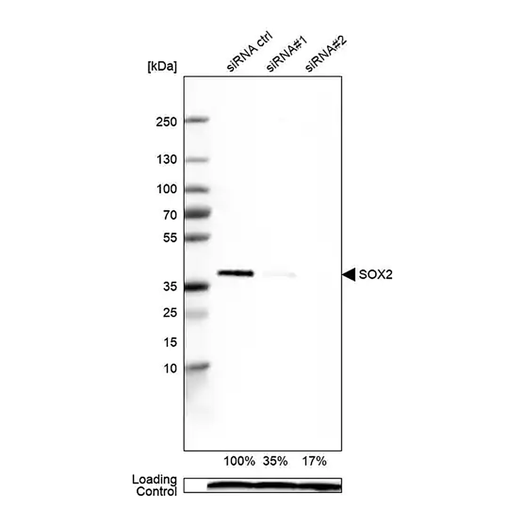 Merck Monoclonal Anti-SOX2 antibody produced in mouse