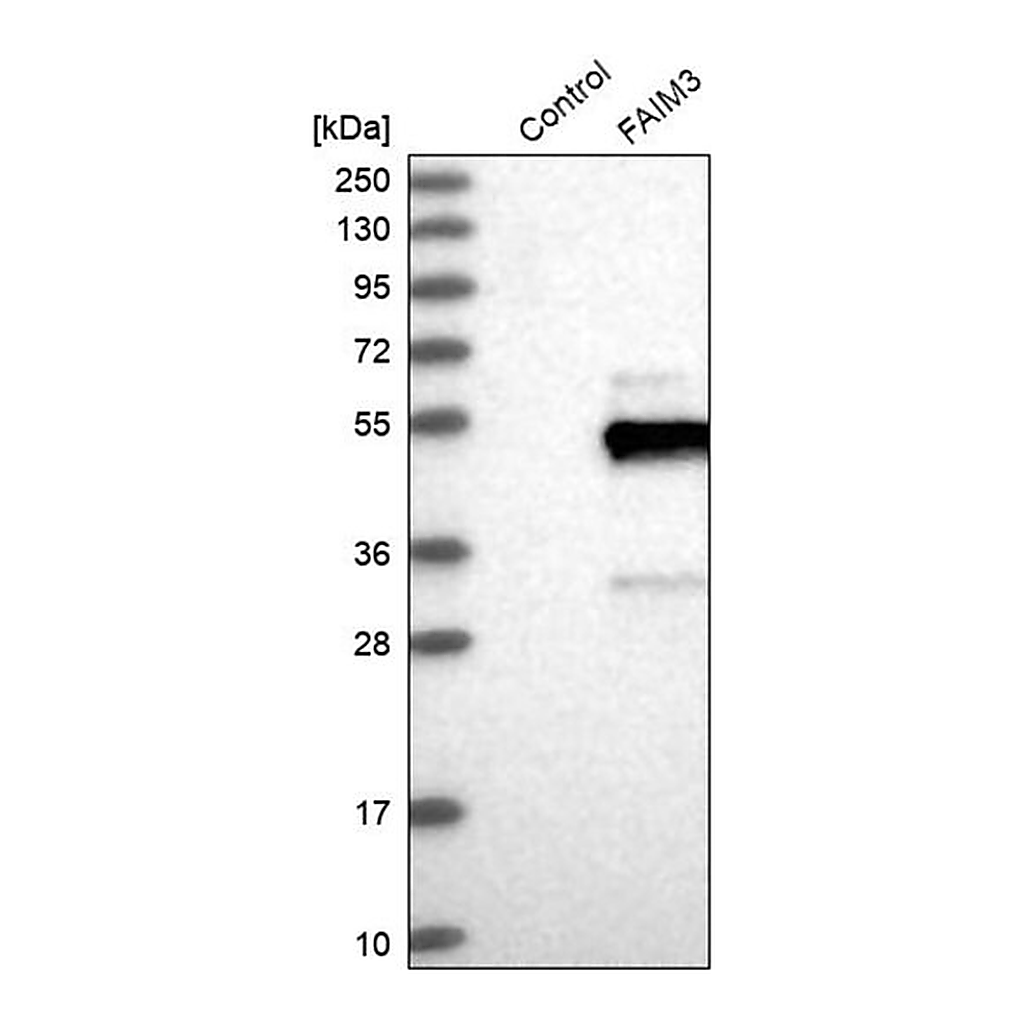 Merck Anti-FCMR antibody produced in rabbit