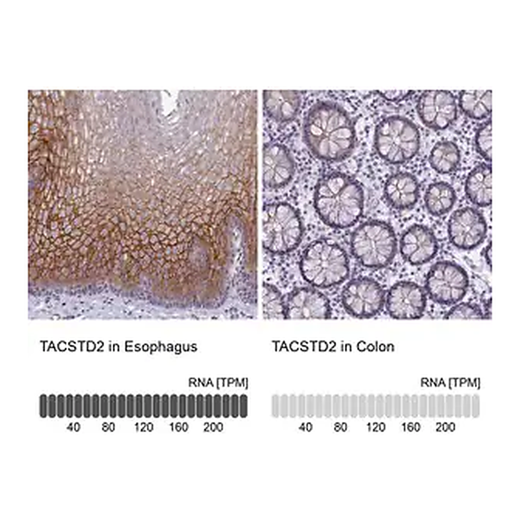 Merck Anti-TACSTD2 antibody produced in rabbit