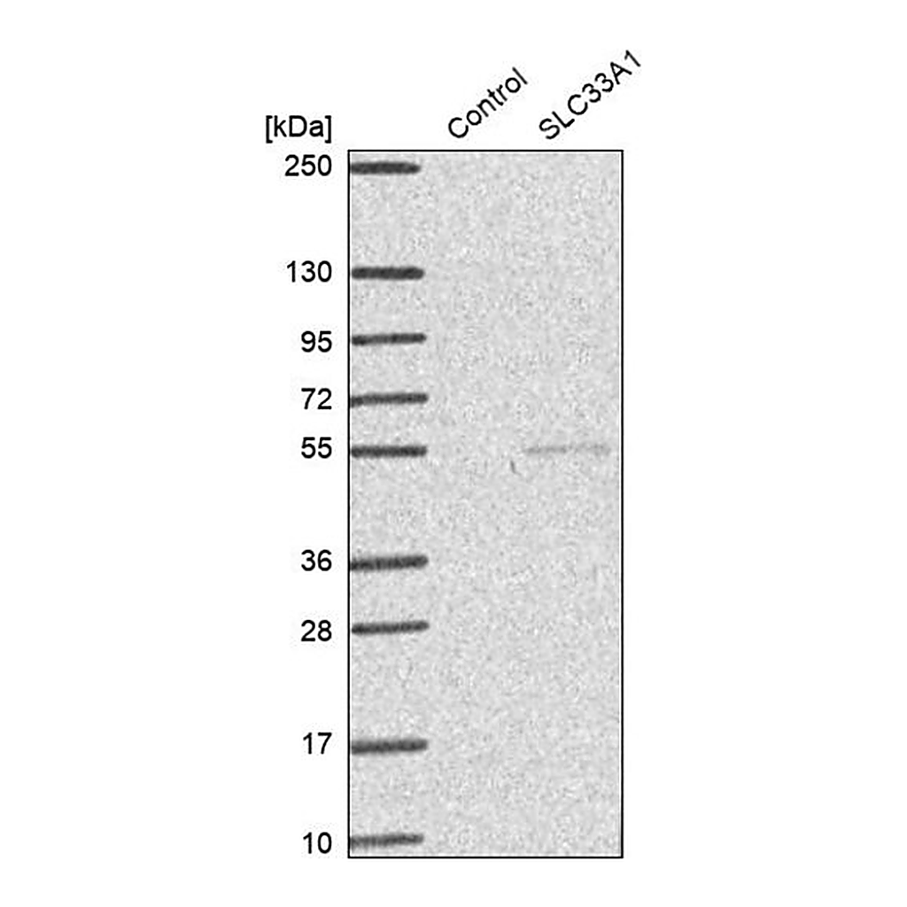 Merck Anti-SLC33A1 antibody produced in rabbit