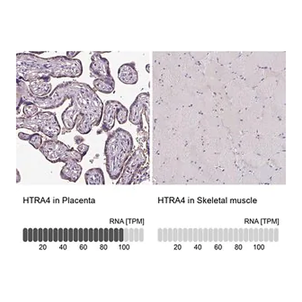 Merck Anti-HTRA4 antibody produced in rabbit
