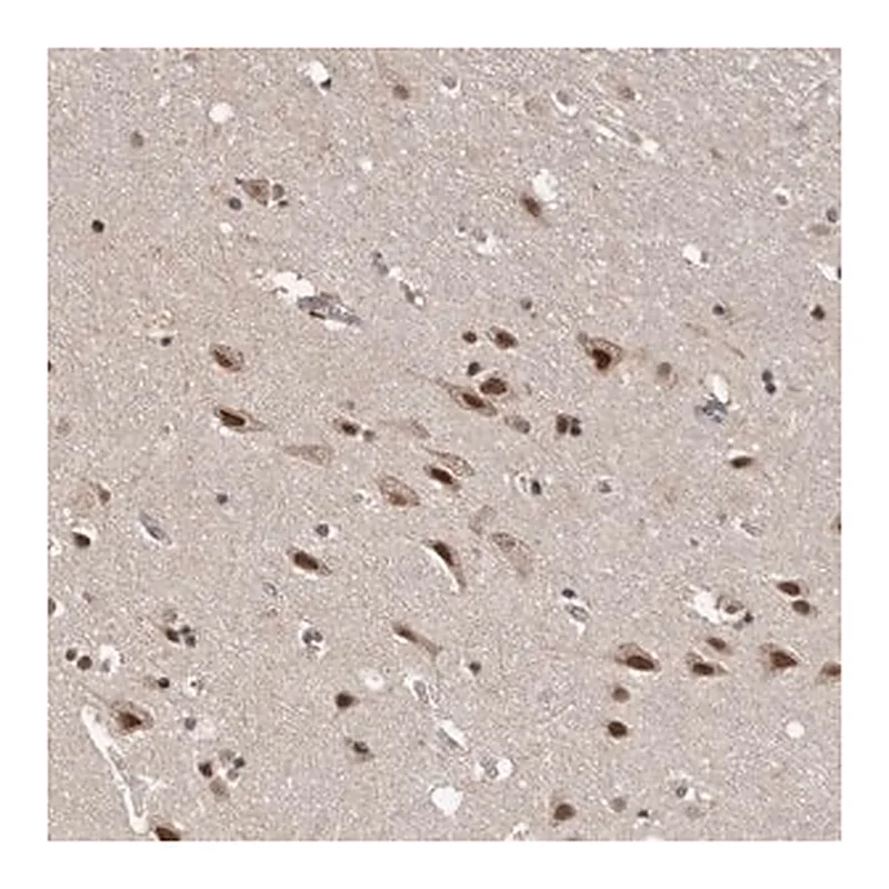 Merck Anti-VPS37A antibody produced in rabbit