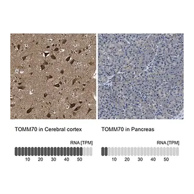 Merck Anti-TOMM70 antibody produced in rabbit