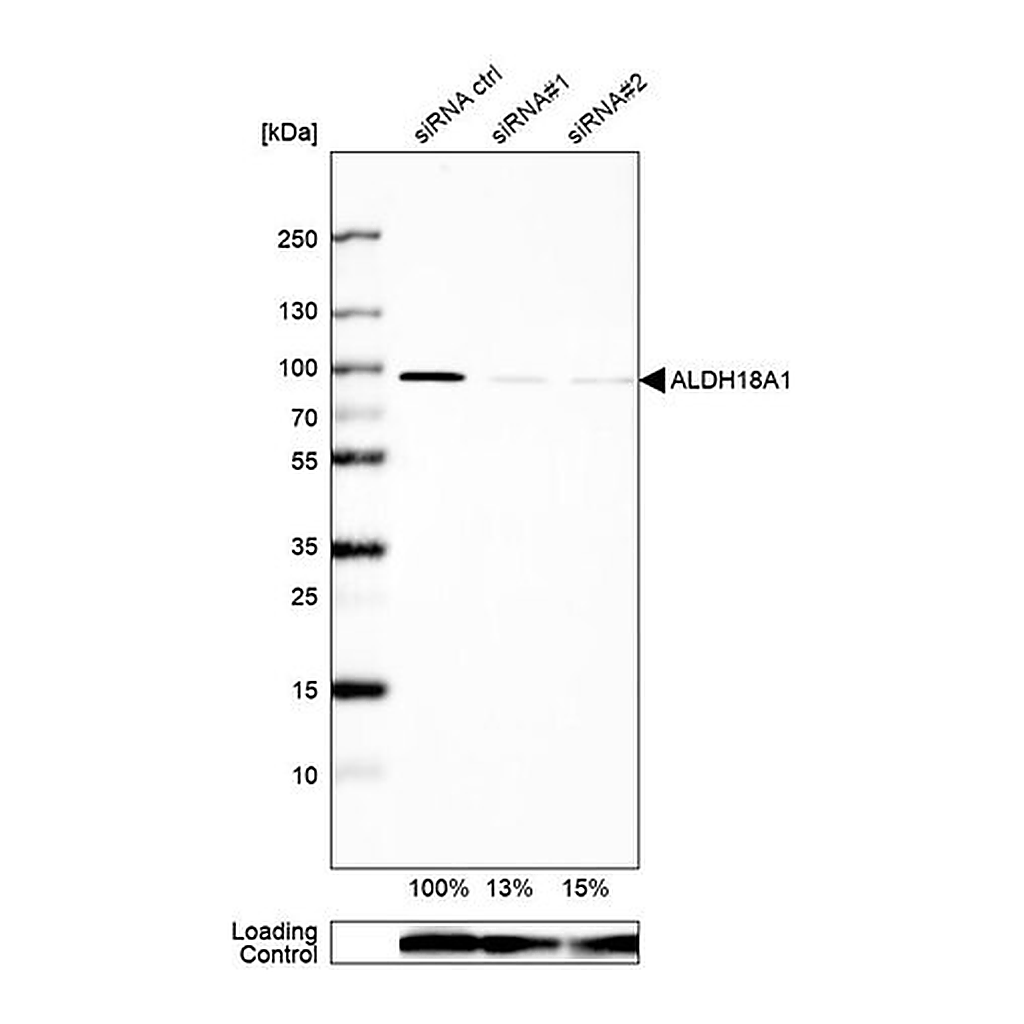 Merck Anti-ALDH18A1 antibody produced in rabbit