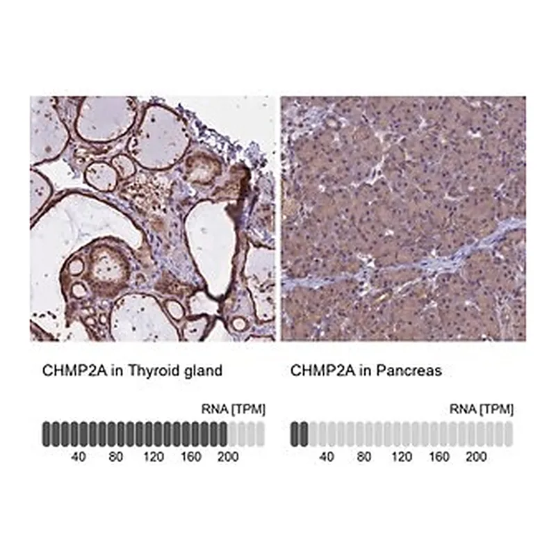 Merck Anti-CHMP2A antibody produced in rabbit