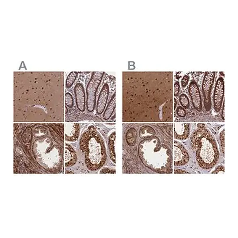 Merck Anti-NAE1 antibody produced in rabbit
