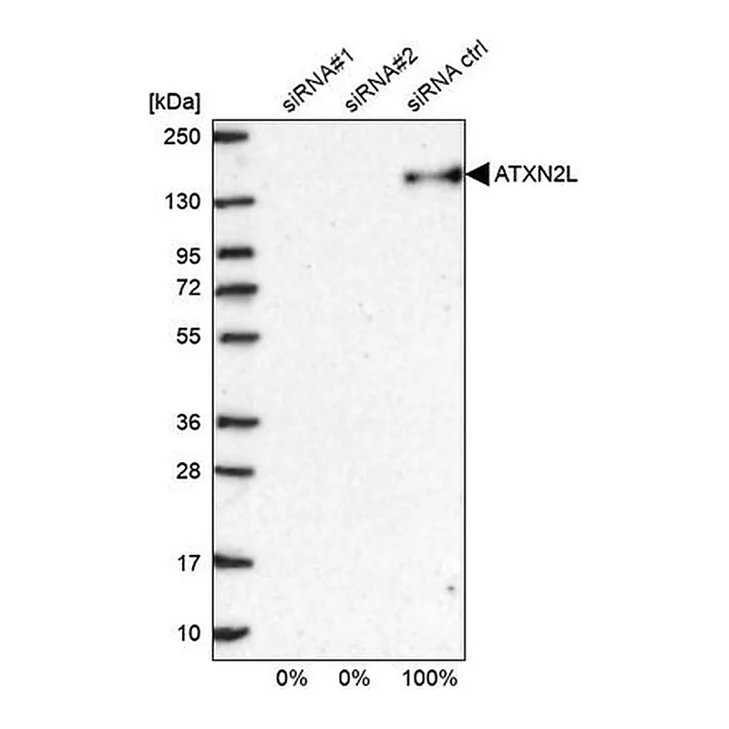 Merck Anti-ATXN2L antibody produced in rabbit
