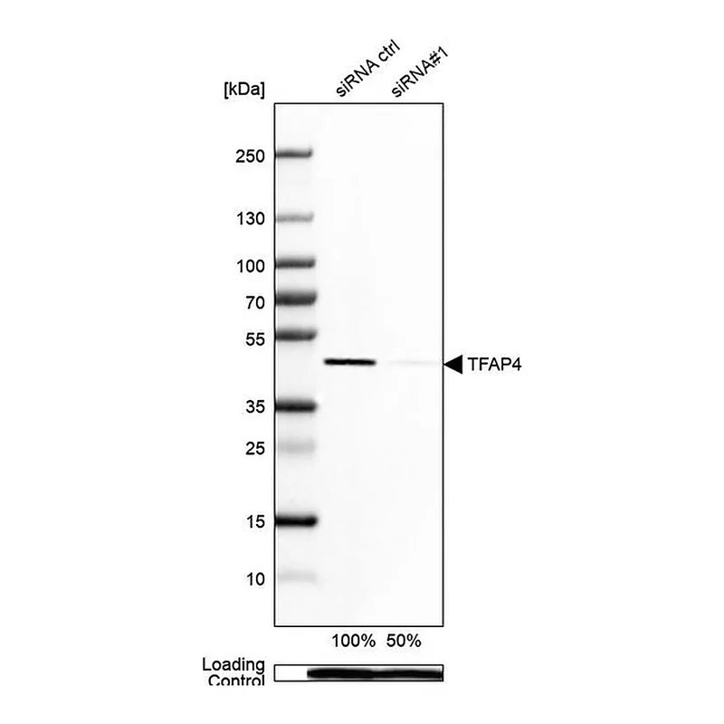 Merck Anti-TFAP4 antibody produced in rabbit