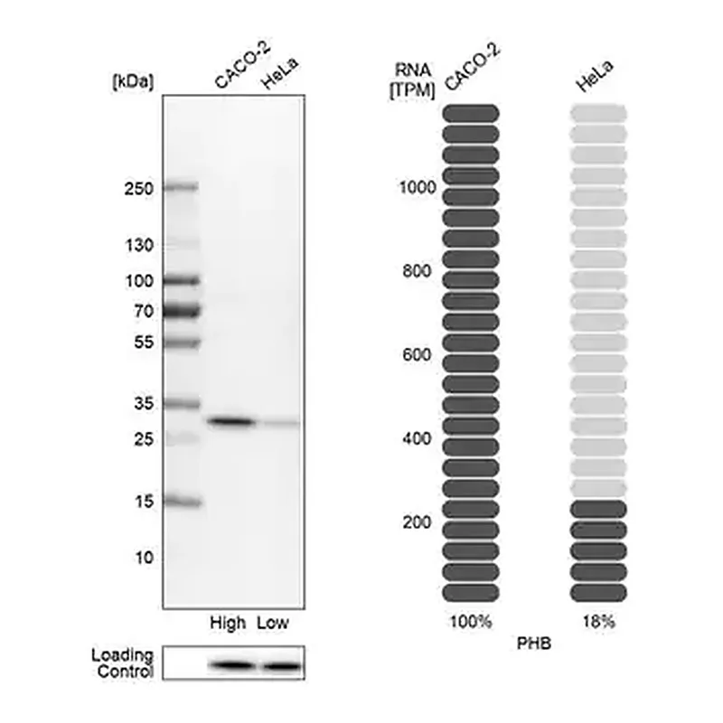Merck Anti-PHB antibody produced in rabbit