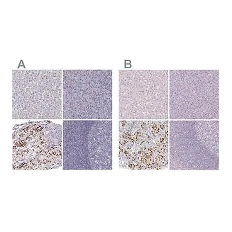 Merck Anti-POU1F1 antibody produced in rabbit