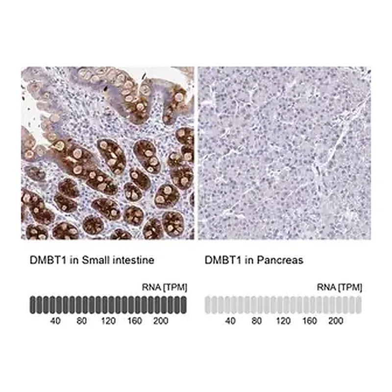 Merck Anti-DMBT1 antibody produced in rabbit