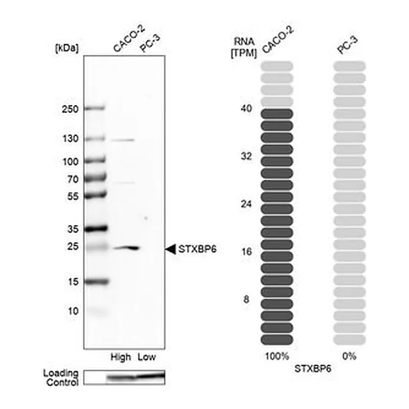 Merck Anti-STXBP6 antibody produced in rabbit