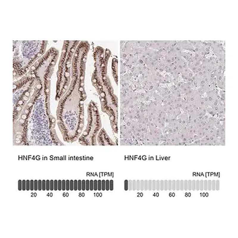 Merck Anti-HNF4G antibody produced in rabbit