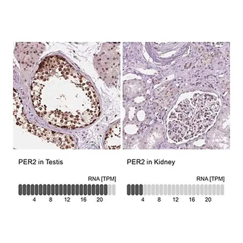 Merck Anti-PER2 antibody produced in rabbit