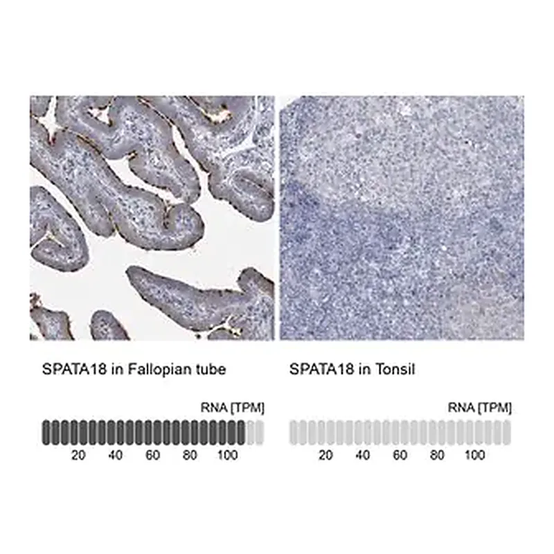 Merck Anti-SPATA18 antibody produced in rabbit