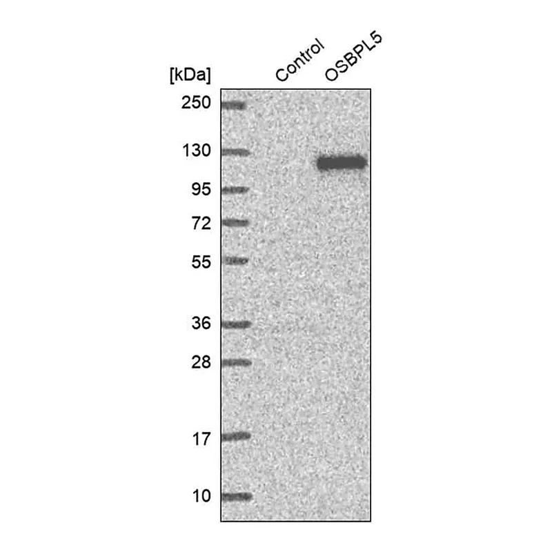 Merck Anti-OSBPL5 antibody produced in rabbit