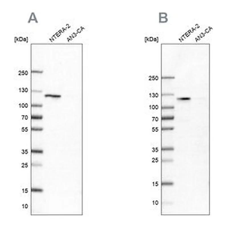 Merck Anti-HSPH1 antibody produced in rabbit