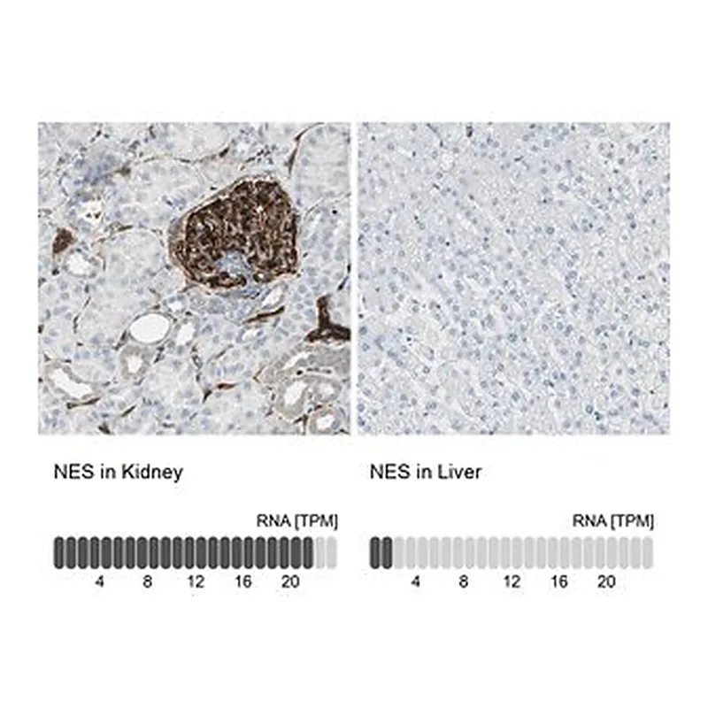 Merck Anti-NES antibody produced in rabbit