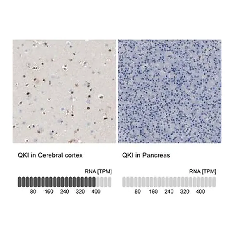 Merck Anti-QKI antibody produced in rabbit