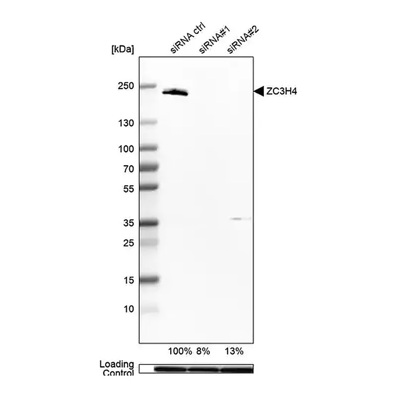 Merck Anti-ZC3H4 antibody produced in rabbit
