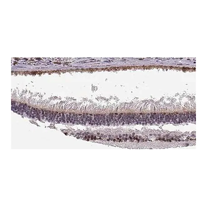 Merck Anti-SIX6 antibody produced in rabbit
