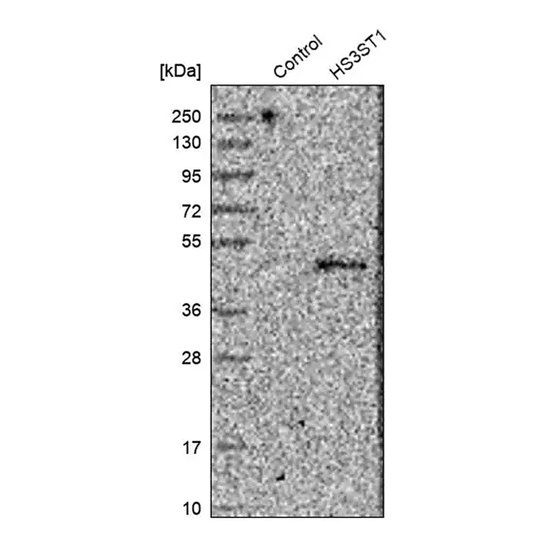 Merck Anti-HS3ST1 antibody produced in rabbit