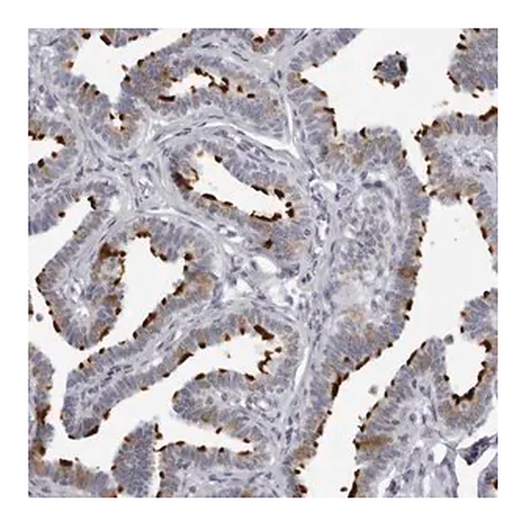 Merck Anti-DNALI1 antibody produced in rabbit