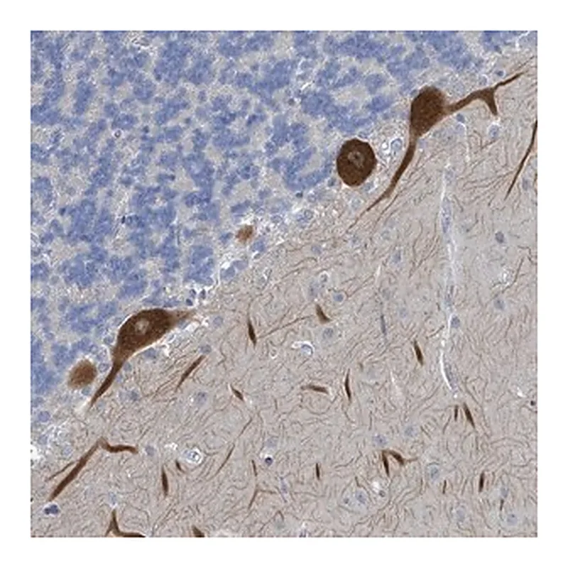Merck Anti-DGKZ antibody produced in rabbit
