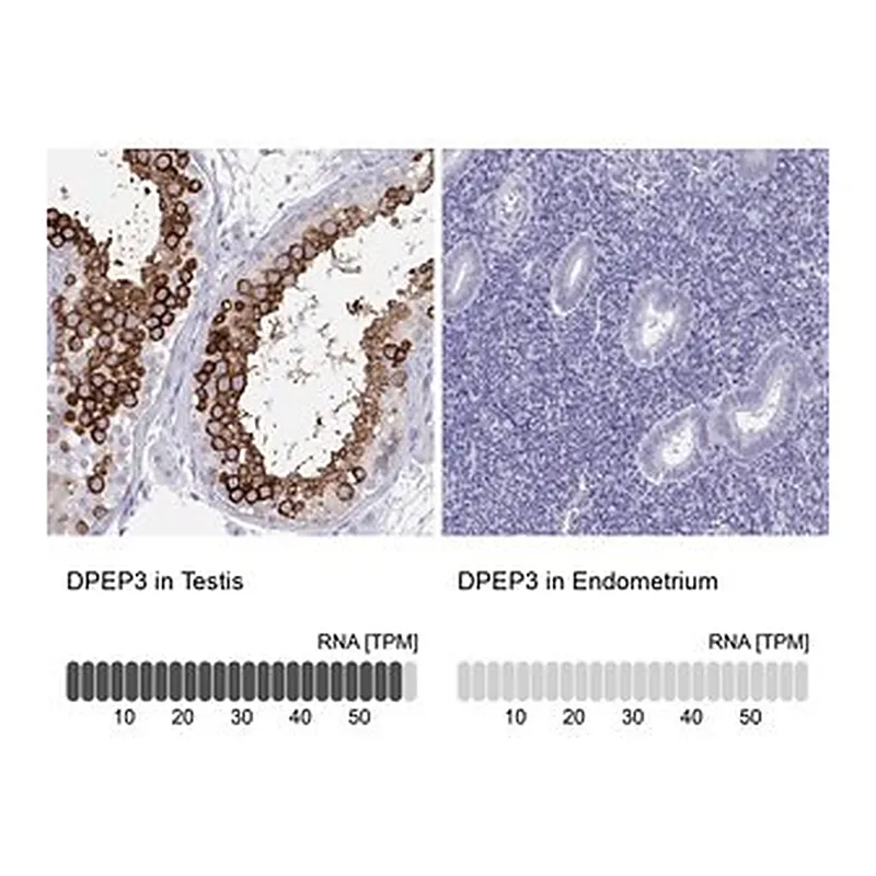 Merck Anti-DPEP3 antibody produced in rabbit
