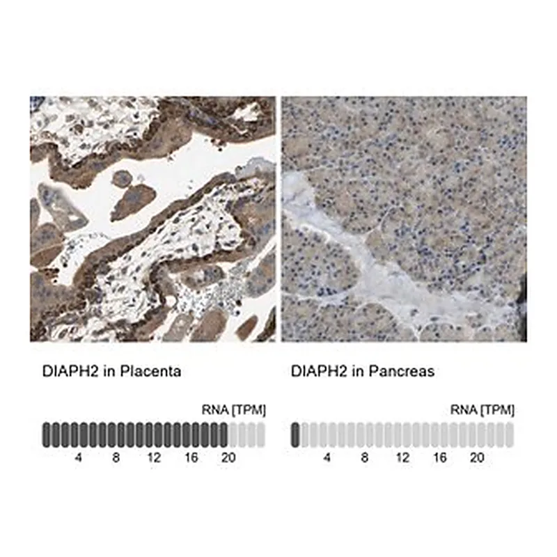 Merck Anti-DIAPH2 antibody produced in rabbit