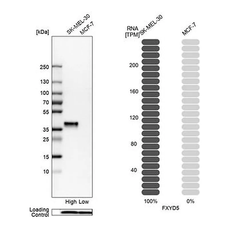 Merck Anti-FXYD5 antibody produced in rabbit
