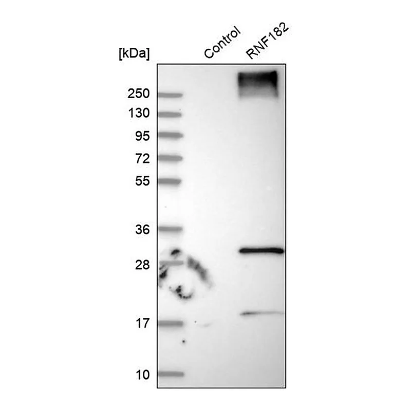 Merck Anti-RNF182 antibody produced in rabbit