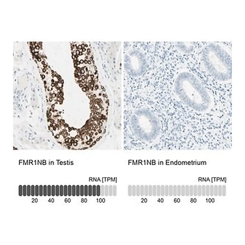 Merck Anti-FMR1NB antibody produced in rabbit