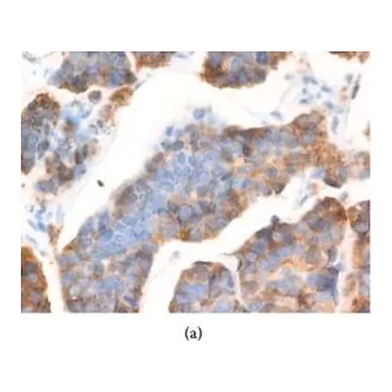 Merck Anti-AGR2 antibody produced in rabbit