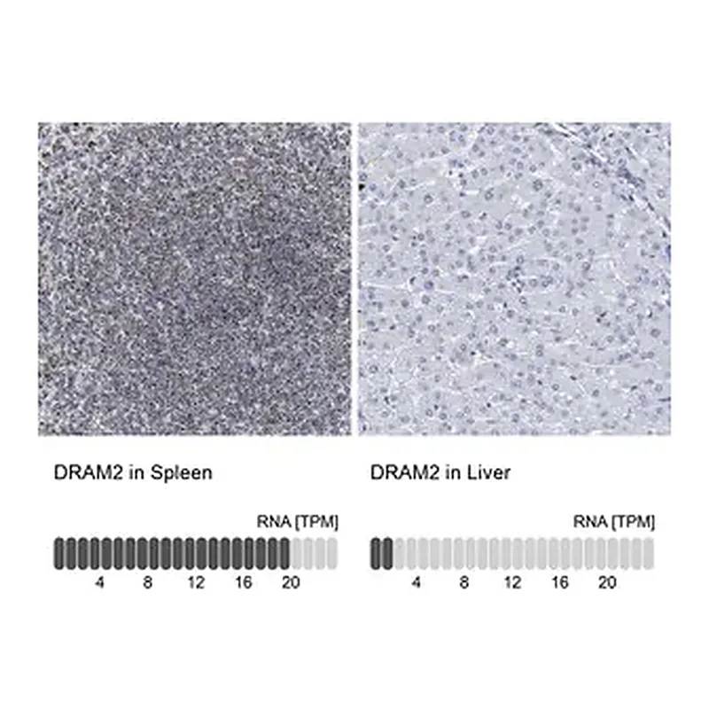 Merck Anti-DRAM2 antibody produced in rabbit