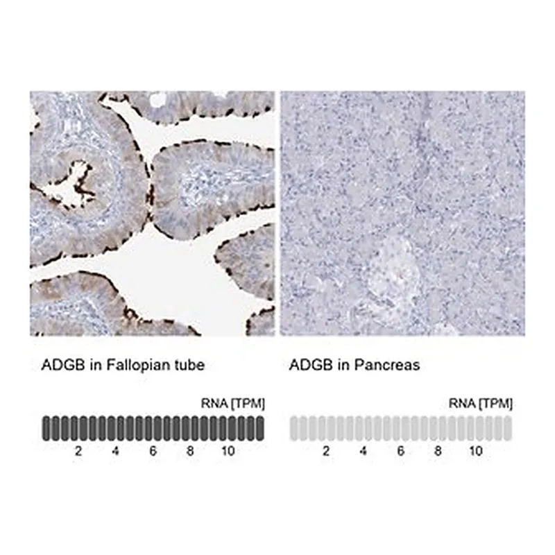 Merck Anti-ADGB antibody produced in rabbit