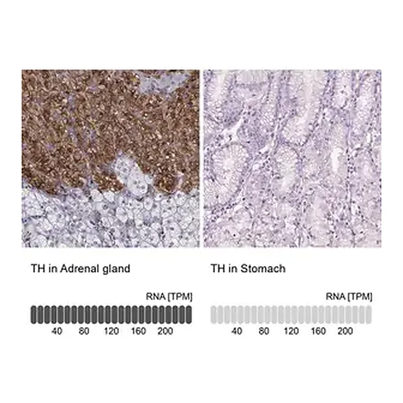 Merck Anti-TH antibody produced in rabbit
