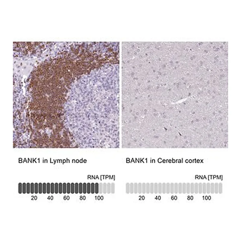 Merck Anti-BANK1 antibody produced in rabbit