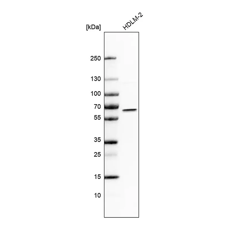 Merck Anti-IRF5 antibody produced in rabbit