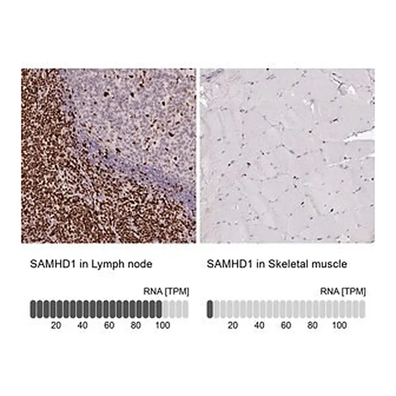 Merck Anti-SAMHD1 antibody produced in rabbit